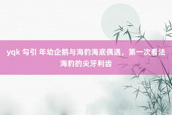 yqk 勾引 年幼企鹅与海豹海底偶遇，第一次看法海豹的尖牙利齿