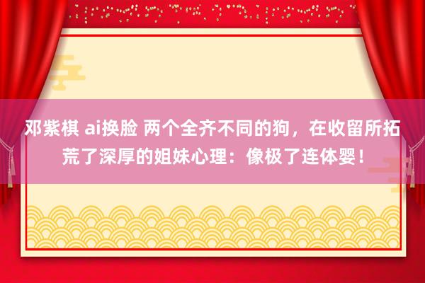 邓紫棋 ai换脸 两个全齐不同的狗，在收留所拓荒了深厚的姐妹心理：像极了连体婴！
