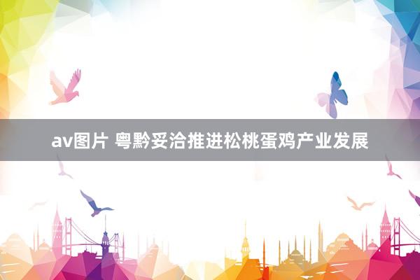 av图片 粤黔妥洽推进松桃蛋鸡产业发展